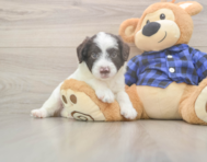 6 week old Mini Labradoodle Puppy For Sale - Simply Southern Pups