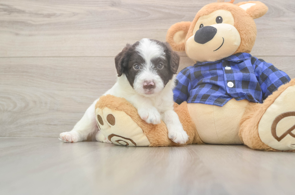 6 week old Mini Labradoodle Puppy For Sale - Simply Southern Pups