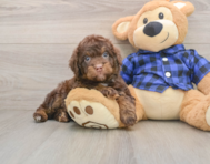 5 week old Mini Labradoodle Puppy For Sale - Simply Southern Pups