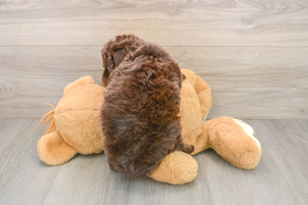 Mini Labradoodle Pup Being Cute