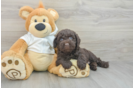 Mini Labradoodle Puppy for Adoption