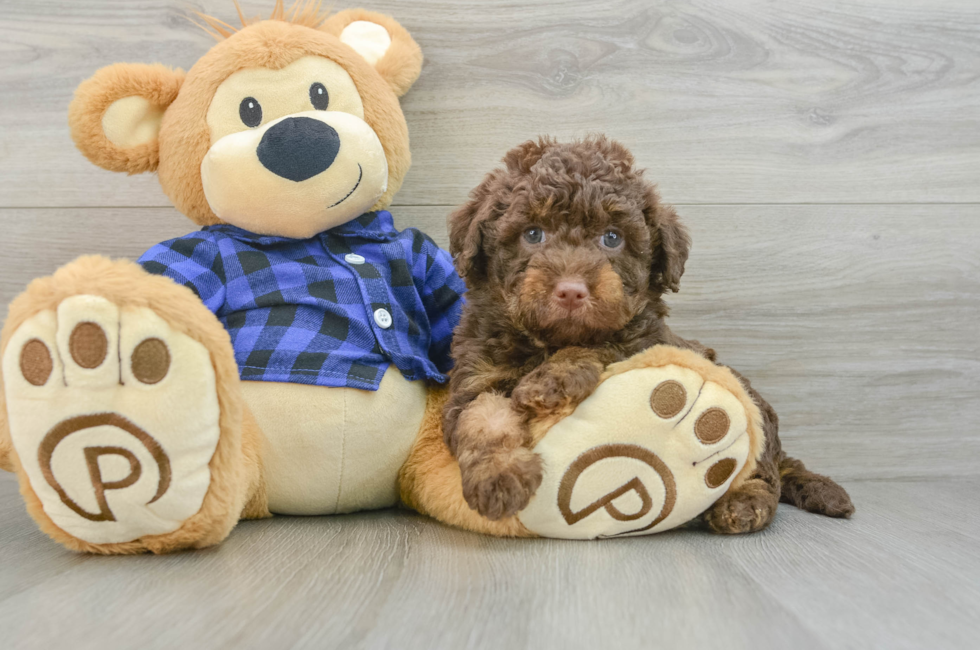 6 week old Mini Labradoodle Puppy For Sale - Simply Southern Pups