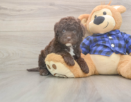 6 week old Mini Labradoodle Puppy For Sale - Simply Southern Pups