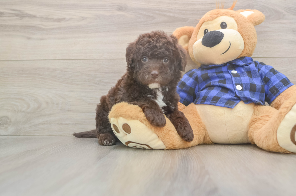 6 week old Mini Labradoodle Puppy For Sale - Simply Southern Pups
