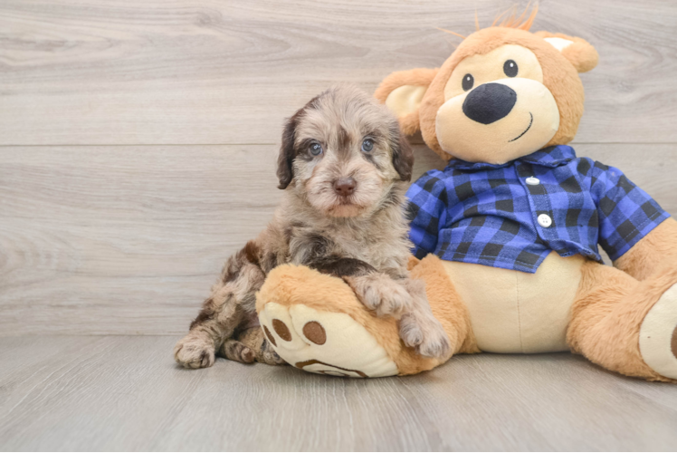Cute Mini Labradoodle Baby