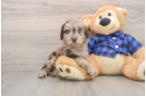 Cute Mini Labradoodle Baby