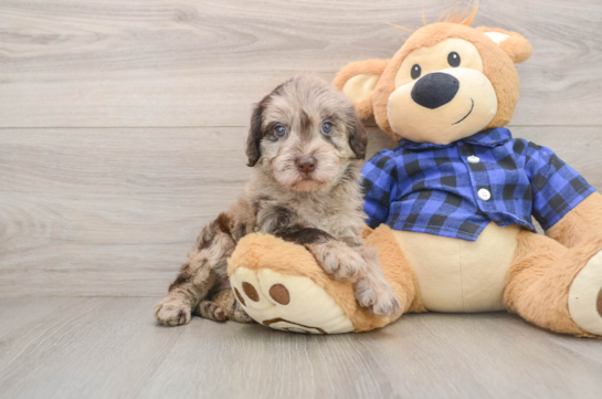 Cute Mini Labradoodle Baby