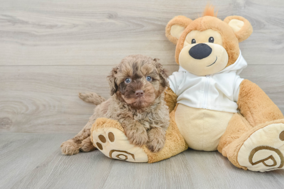 Playful Labrapoo Poodle Mix Puppy