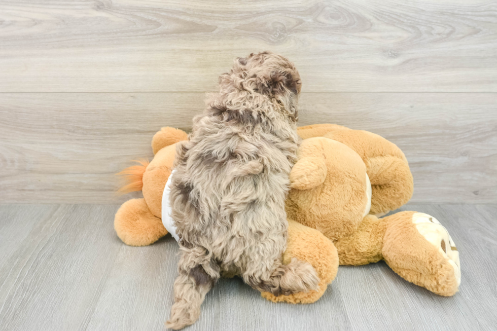 Petite Mini Labradoodle Poodle Mix Pup