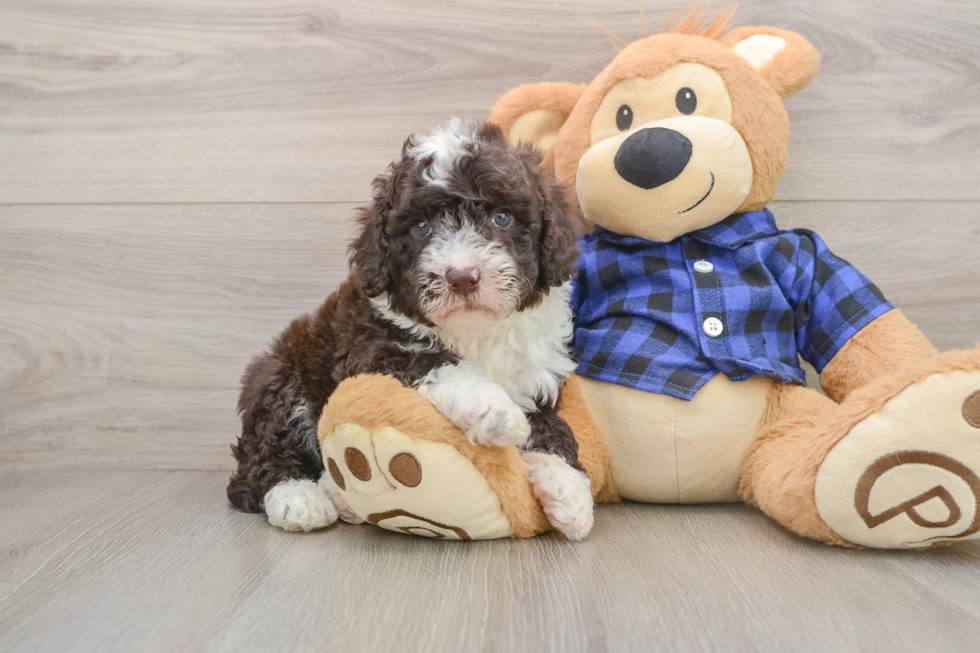 Popular Mini Labradoodle Poodle Mix Pup