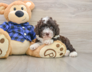 5 week old Mini Labradoodle Puppy For Sale - Simply Southern Pups
