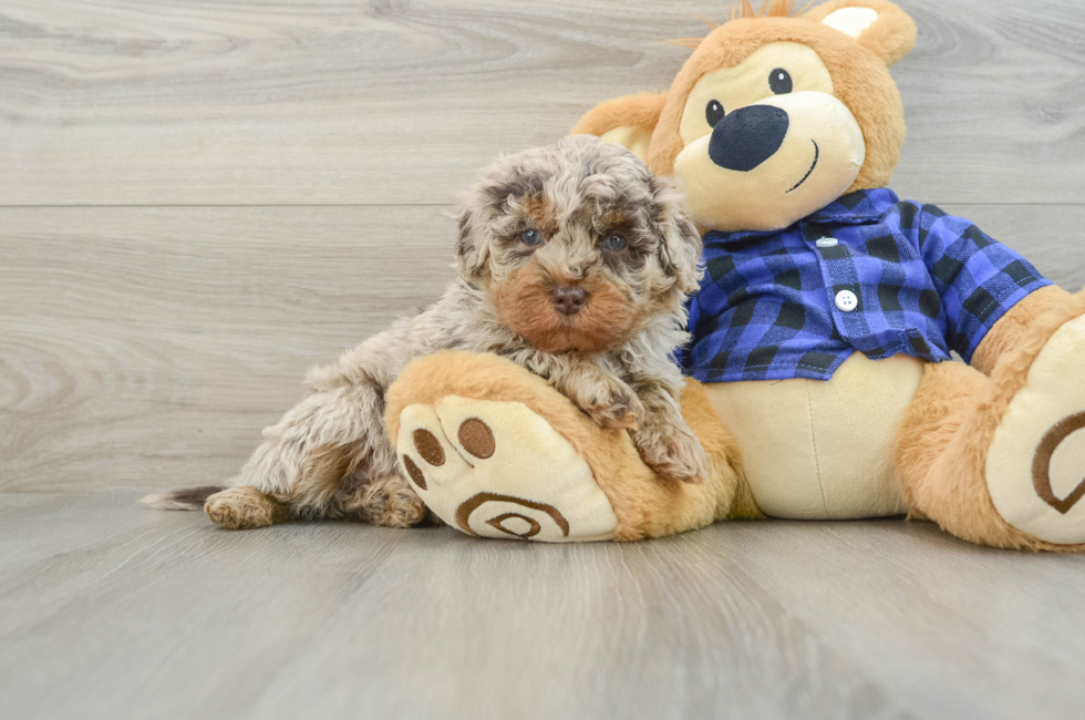 6 week old Mini Labradoodle Puppy For Sale - Simply Southern Pups