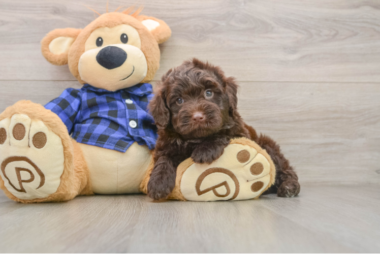 Mini Labradoodle Pup Being Cute