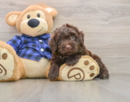 5 week old Mini Labradoodle Puppy For Sale - Simply Southern Pups