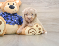 5 week old Mini Labradoodle Puppy For Sale - Simply Southern Pups