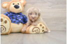 Fluffy Mini Labradoodle Poodle Mix Pup