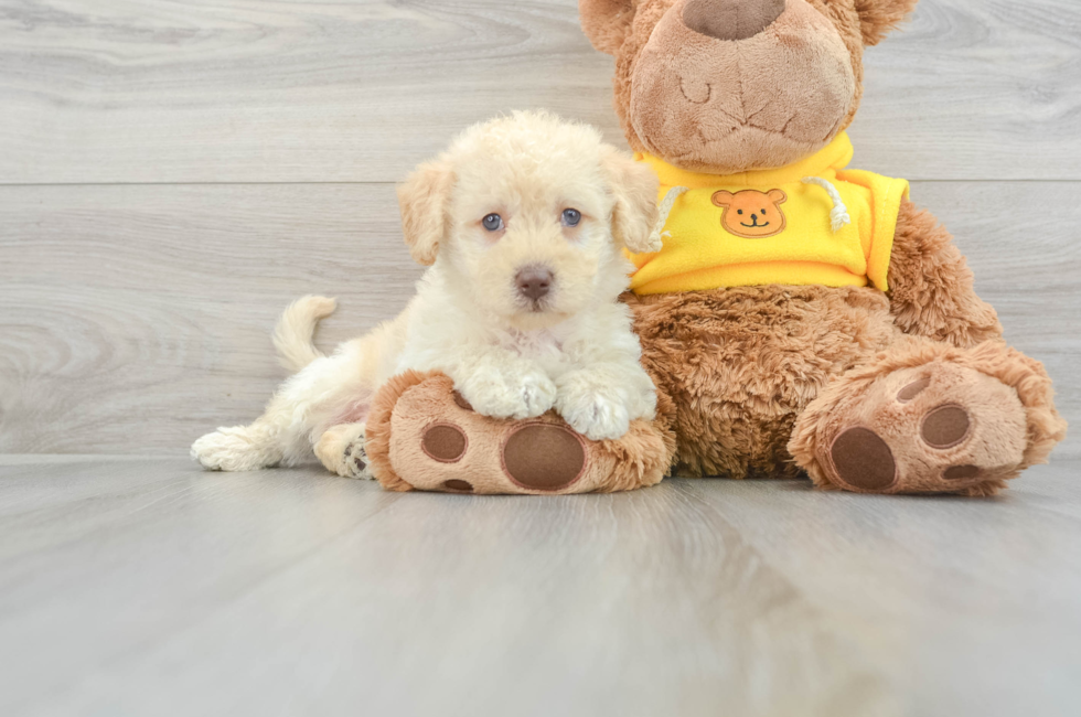 5 week old Mini Labradoodle Puppy For Sale - Simply Southern Pups