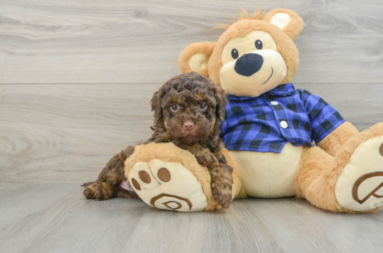 Playful Labrapoo Poodle Mix Puppy