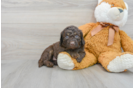 Happy Mini Labradoodle Baby