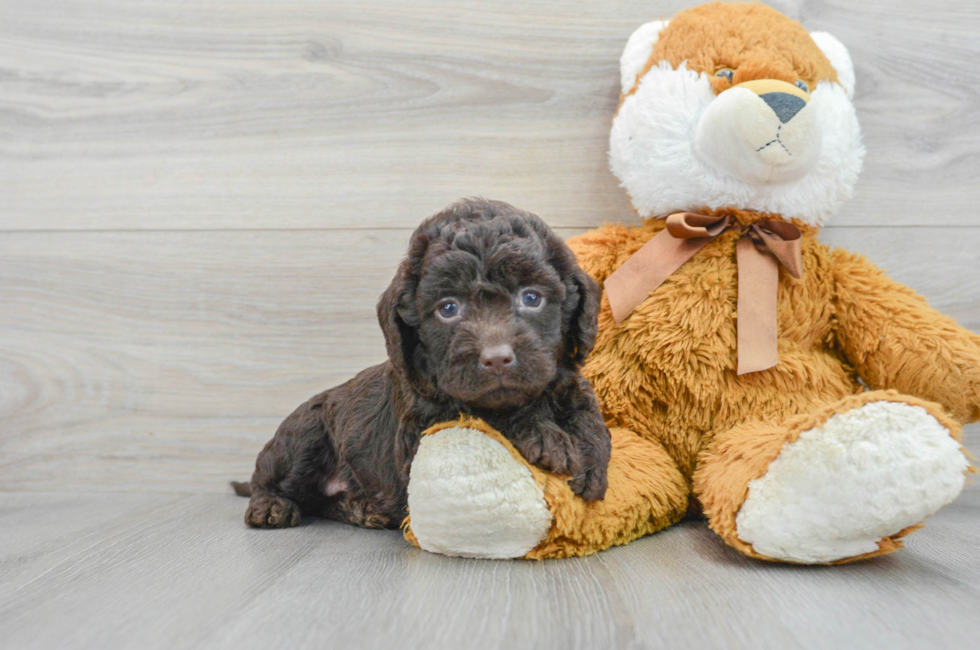 5 week old Mini Labradoodle Puppy For Sale - Simply Southern Pups