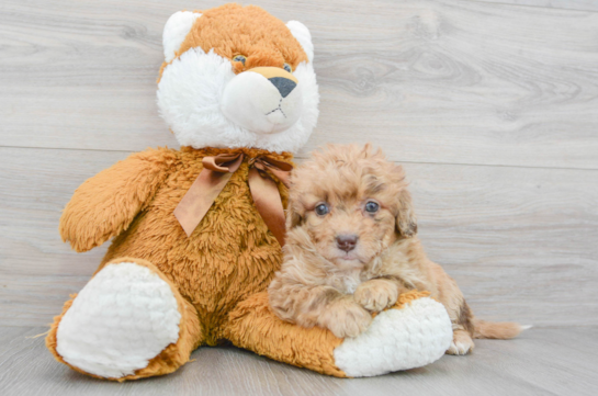 Smart Mini Labradoodle Poodle Mix Pup