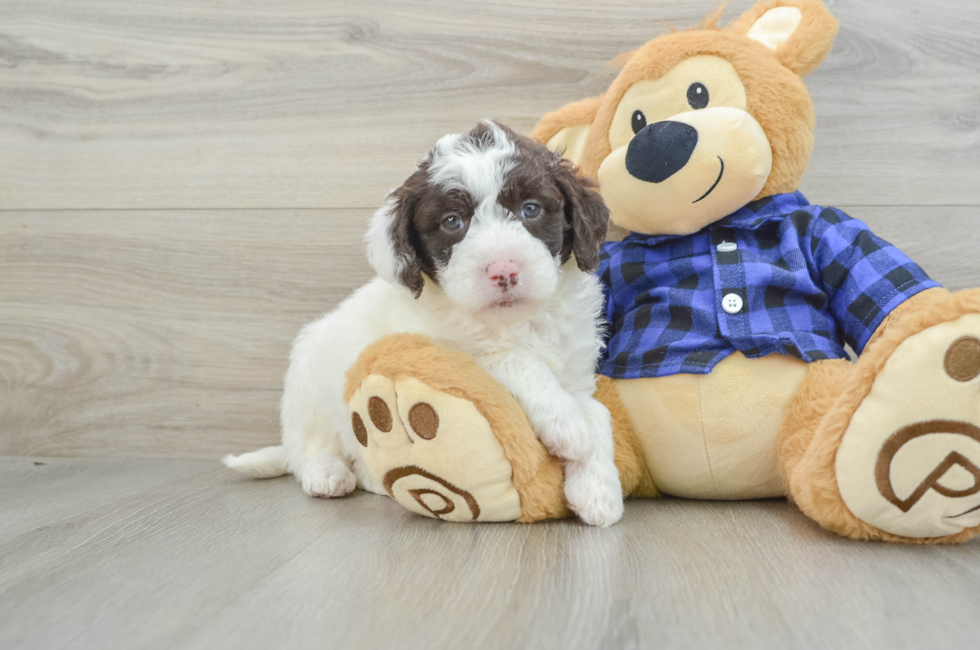 6 week old Mini Labradoodle Puppy For Sale - Simply Southern Pups