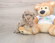 5 week old Mini Labradoodle Puppy For Sale - Simply Southern Pups