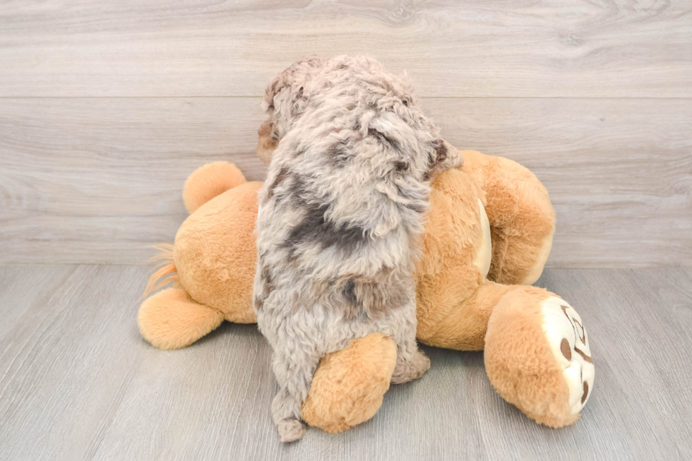 Energetic Labrapoo Poodle Mix Puppy