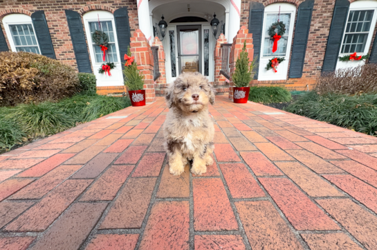 Best Mini Labradoodle Baby