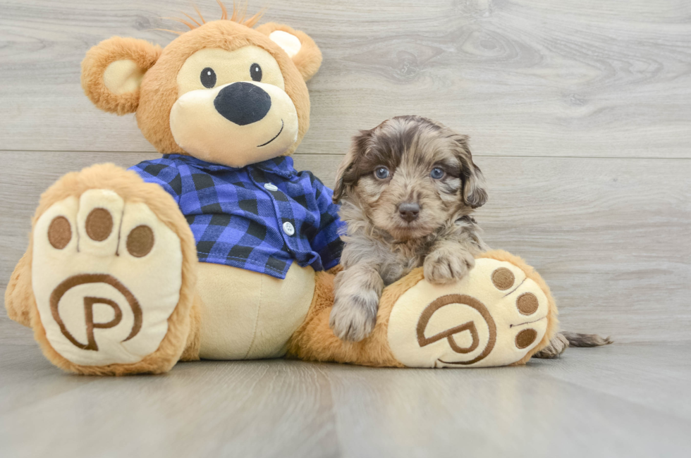 6 week old Mini Labradoodle Puppy For Sale - Simply Southern Pups