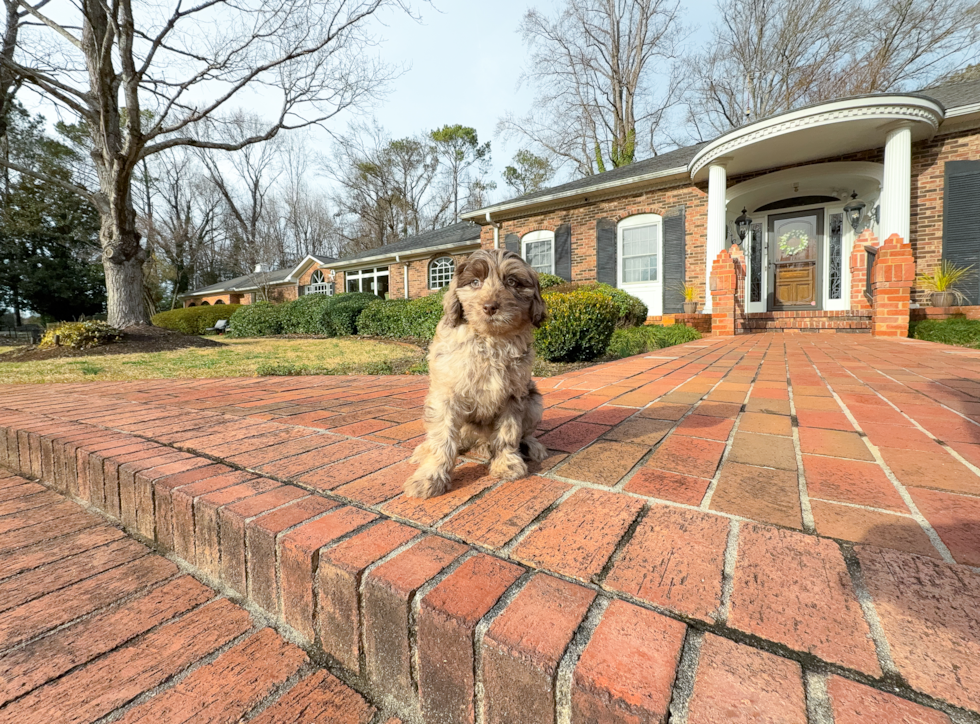 Best Mini Labradoodle Baby