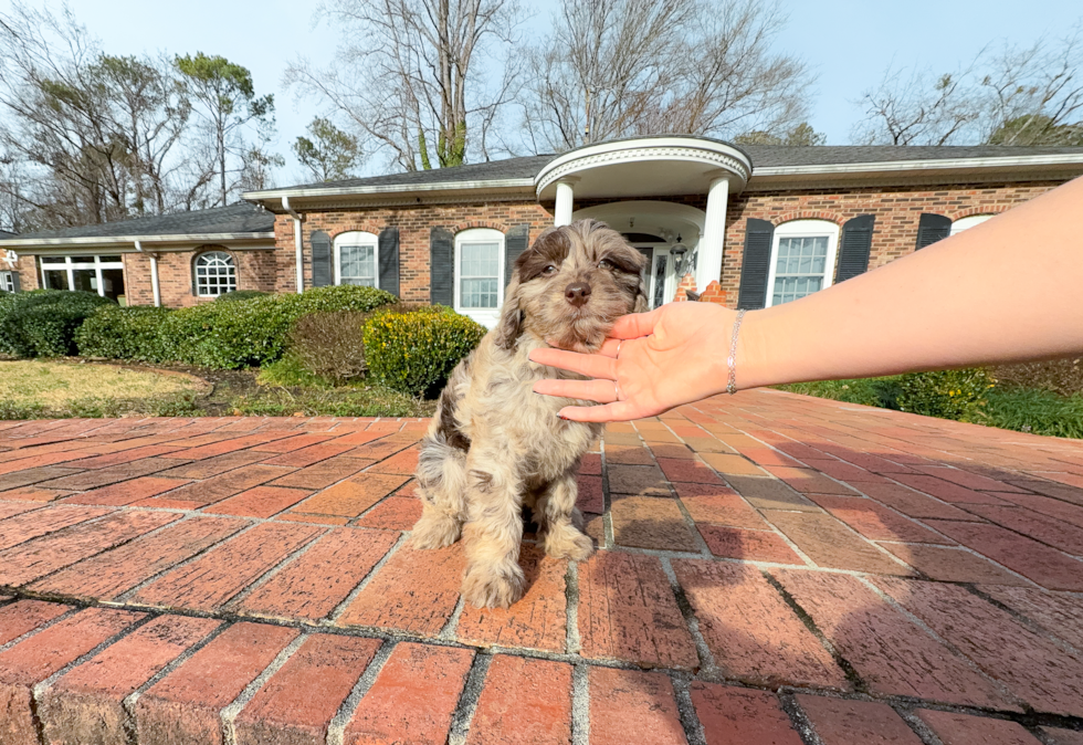 Mini Labradoodle Puppy for Adoption