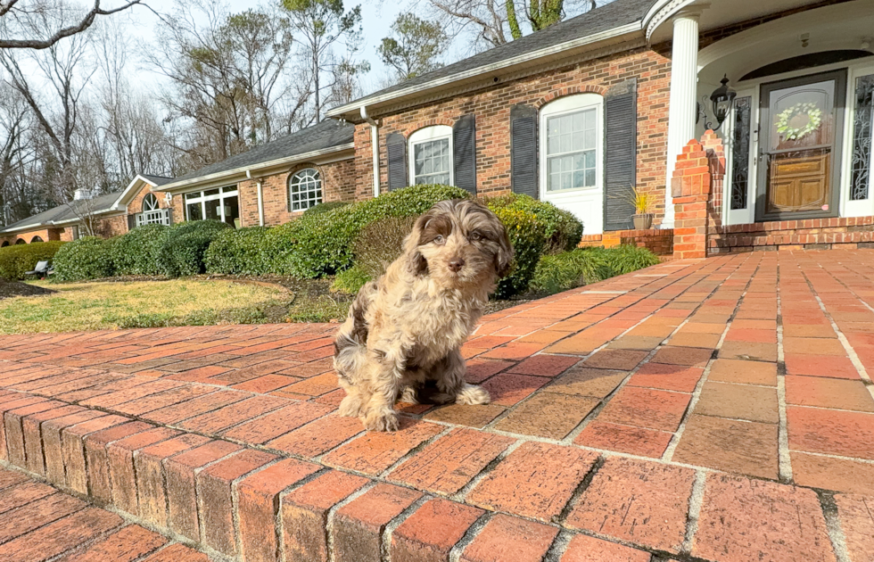 Mini Labradoodle Pup Being Cute