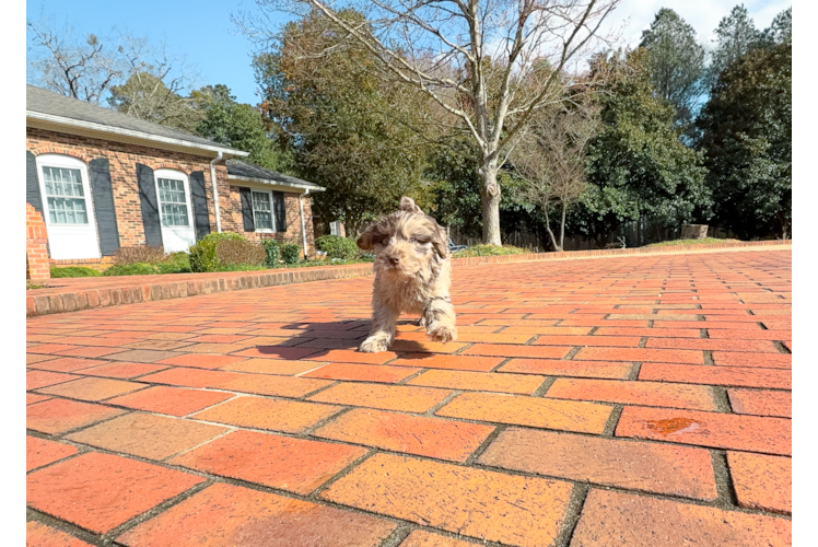 Cute Mini Labradoodle Baby