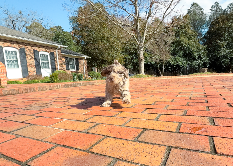 Cute Mini Labradoodle Baby