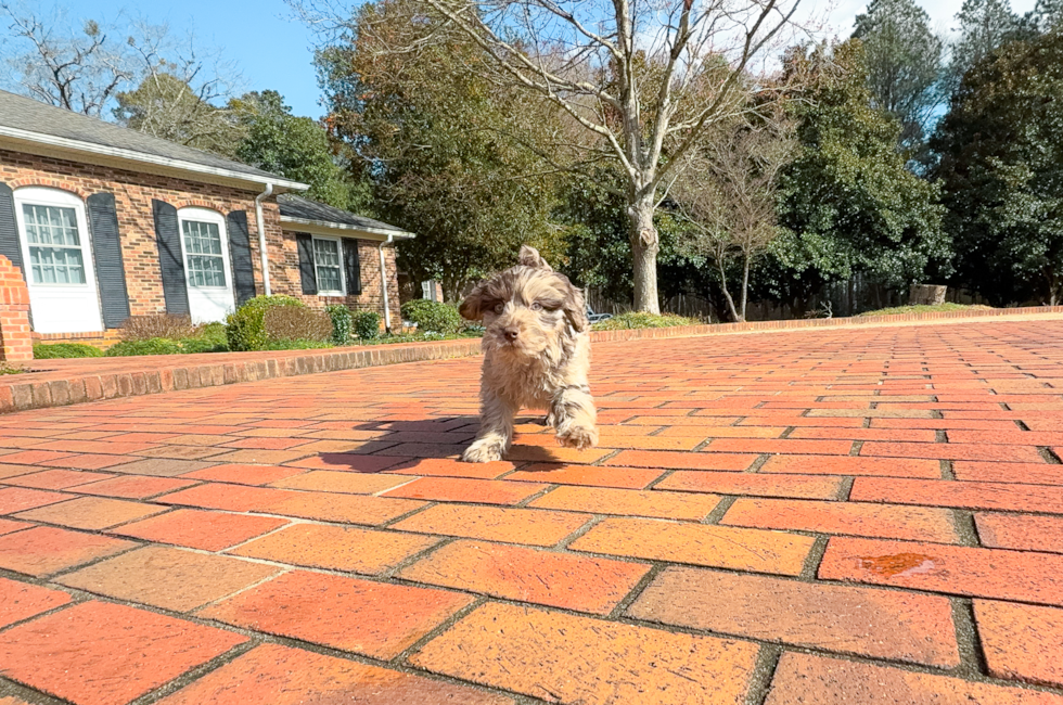 10 week old Mini Labradoodle Puppy For Sale - Simply Southern Pups