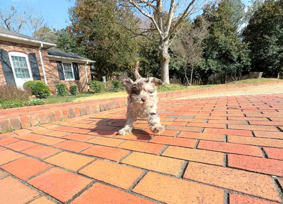 Cute Mini Labradoodle Poodle Mix Pup