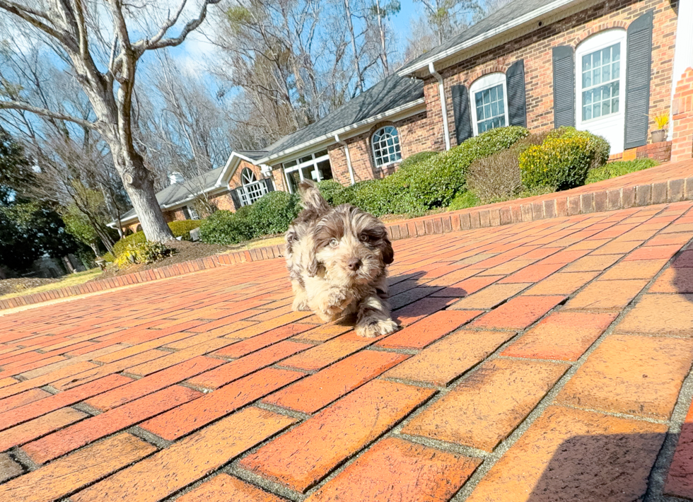 Best Mini Labradoodle Baby