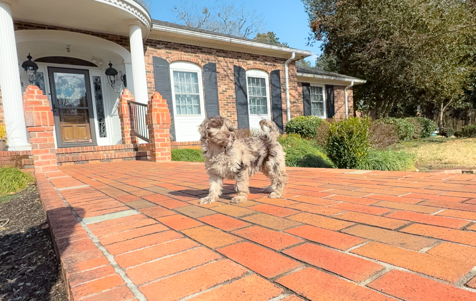 Mini Labradoodle Puppy for Adoption