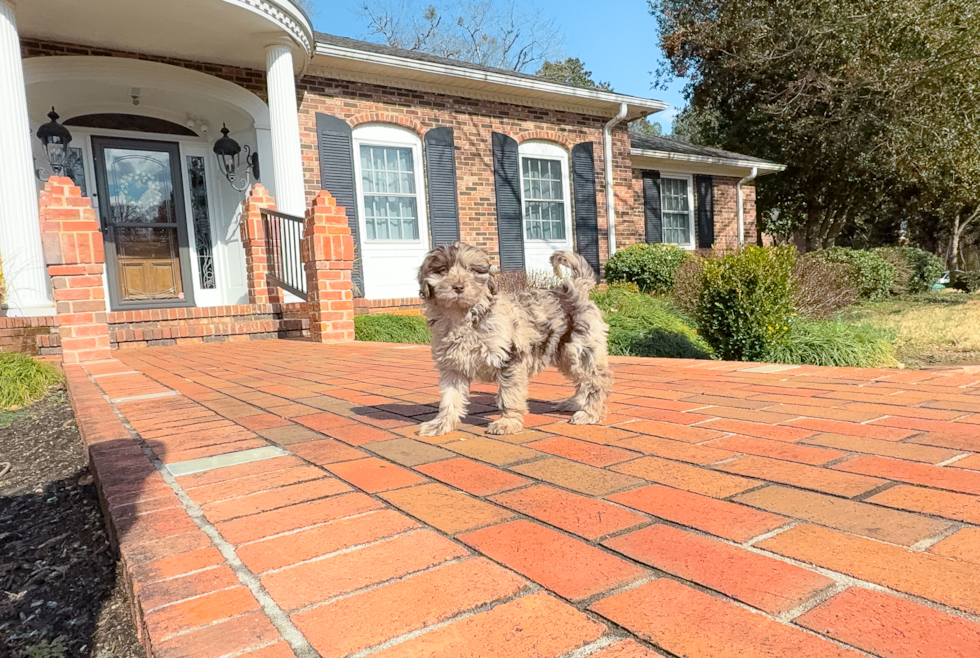 Cute Mini Labradoodle Poodle Mix Pup