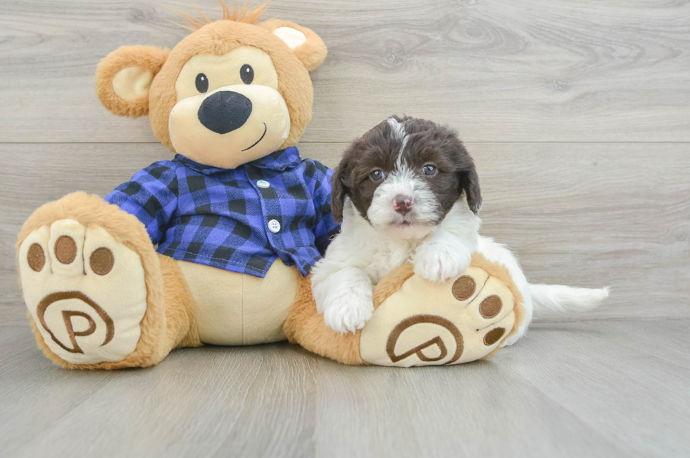 6 week old Mini Labradoodle Puppy For Sale - Simply Southern Pups