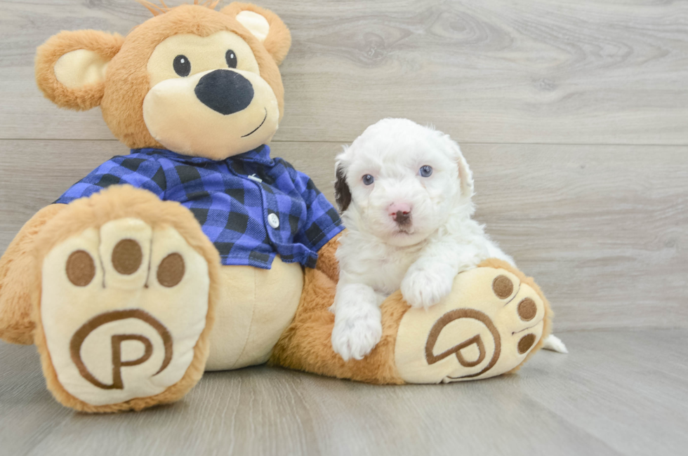 6 week old Mini Labradoodle Puppy For Sale - Simply Southern Pups