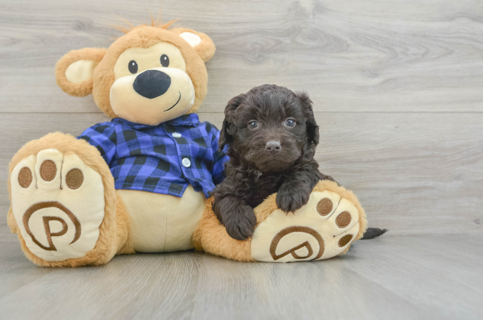 6 week old Mini Labradoodle Puppy For Sale - Simply Southern Pups