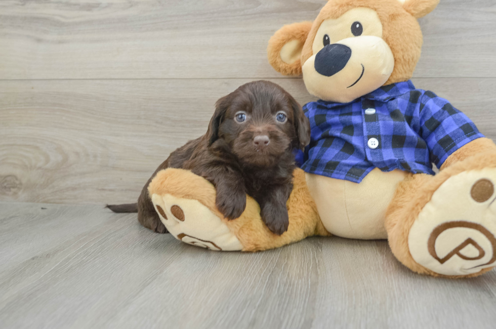 6 week old Mini Labradoodle Puppy For Sale - Simply Southern Pups