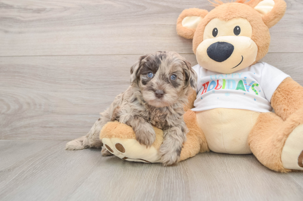 5 week old Mini Labradoodle Puppy For Sale - Simply Southern Pups