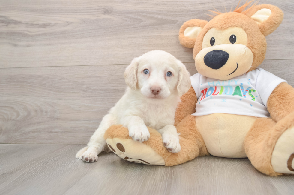Friendly Mini Labradoodle Baby