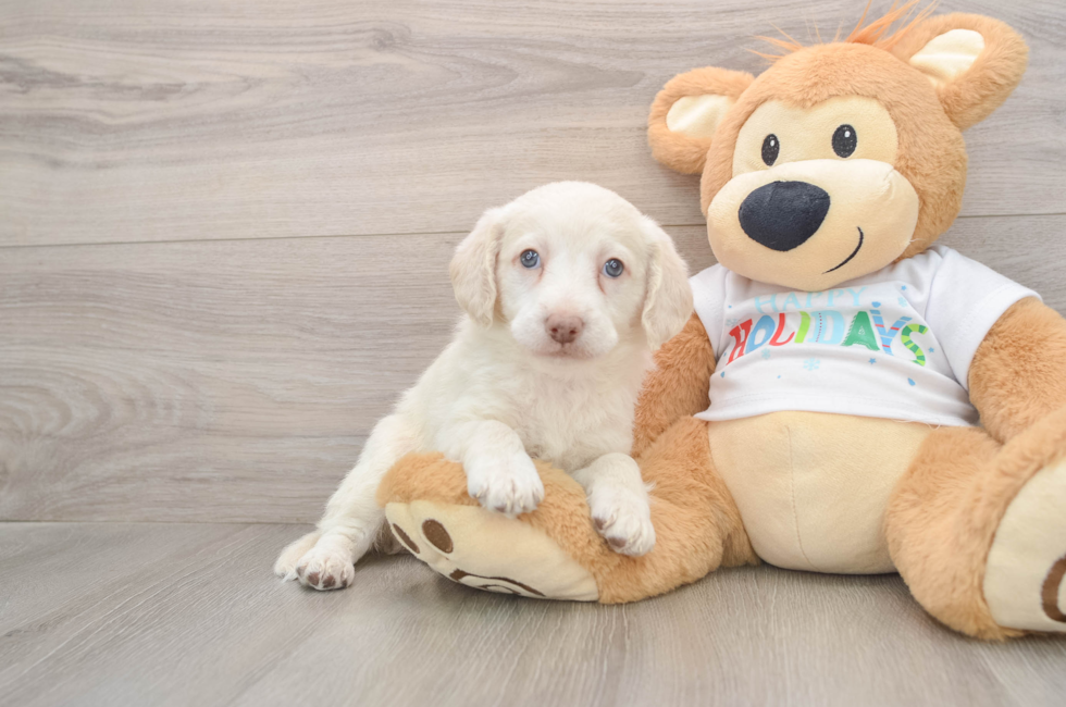 5 week old Mini Labradoodle Puppy For Sale - Simply Southern Pups