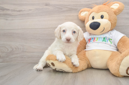 Friendly Mini Labradoodle Baby