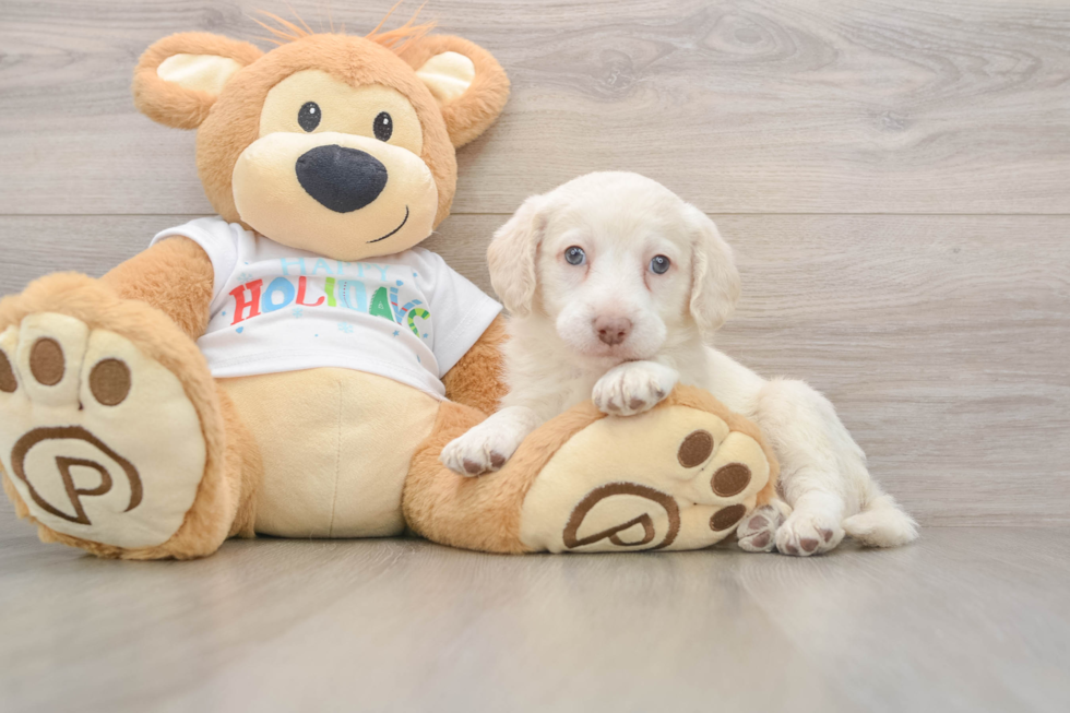 Mini Labradoodle Puppy for Adoption