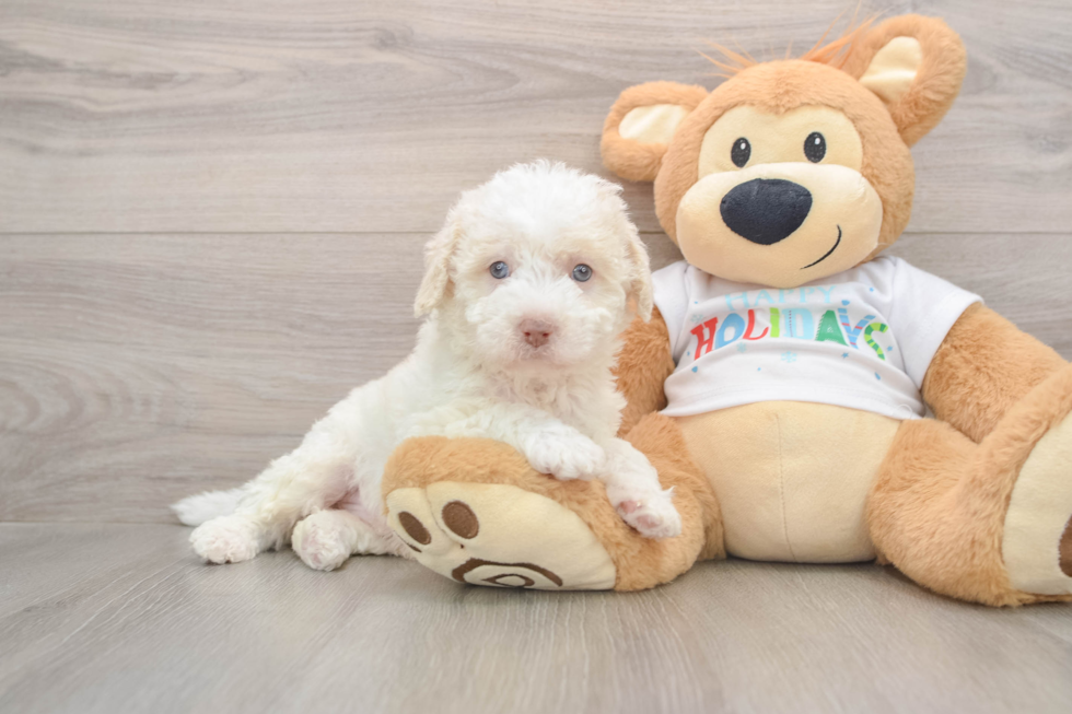 Funny Mini Labradoodle Poodle Mix Pup